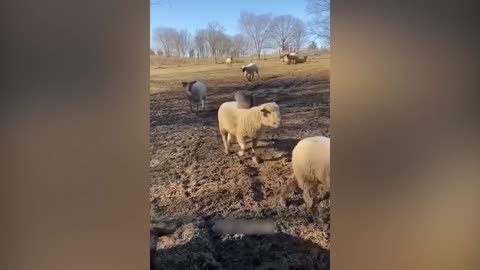 Funniest Animals 2023 😂 Funniest Cats and Dogs 😺🐶