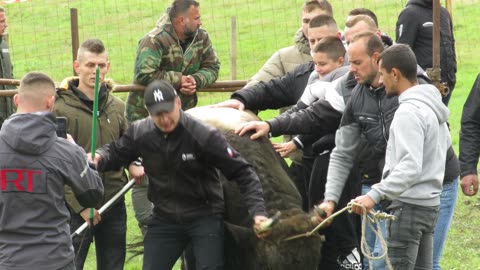 Zećo od Bokija vs Bačanko od Ramljaka