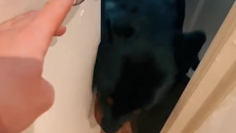 POV leaving the house with a dog