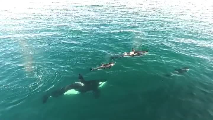 Un minuto por aire. Orcas en la Patagonia.