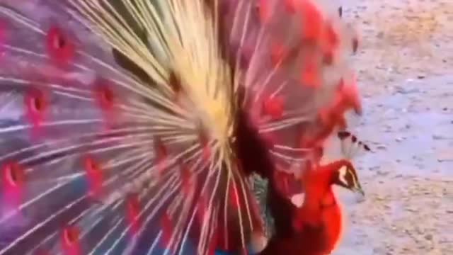 Red peacock 🦚 | #wildlife #short #viral #india #nature #birds #cat #animals #tiger #india #ytshorts