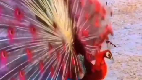 Red peacock 🦚 | #wildlife #short #viral #india #nature #birds #cat #animals #tiger #india #ytshorts