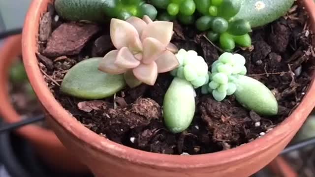 So happy to see these little ones happy & healthy! 🪴