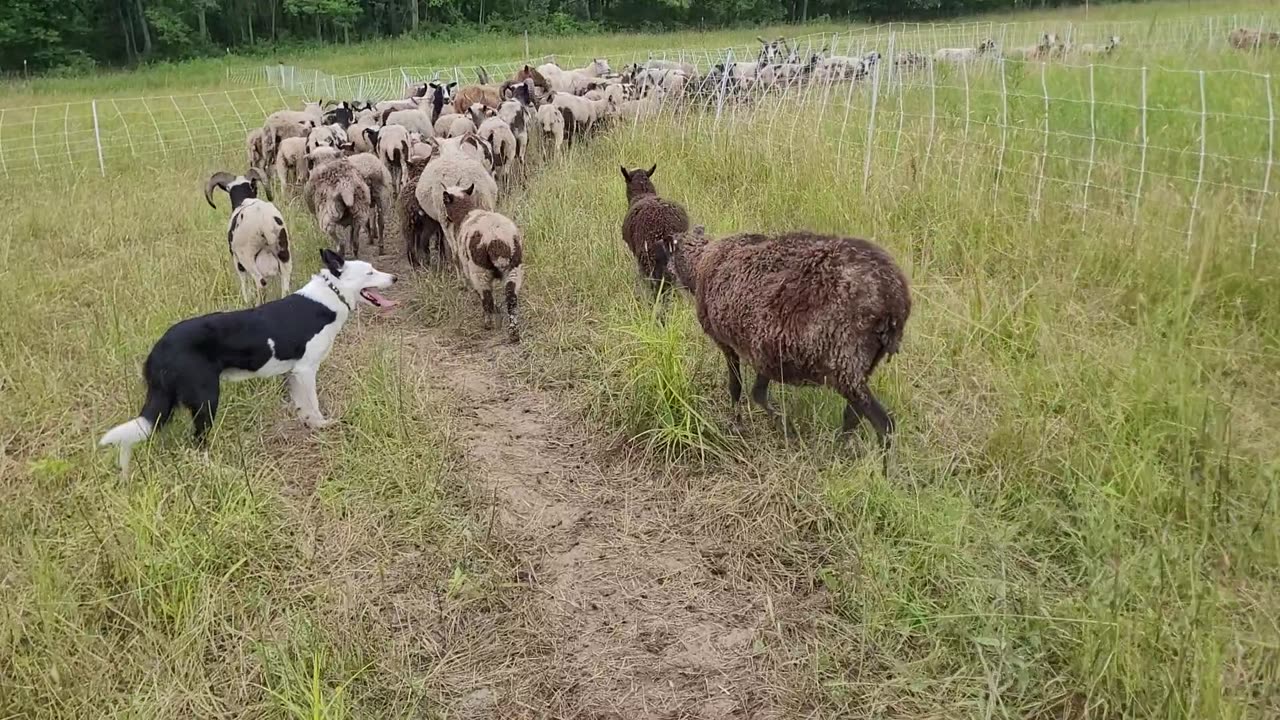 Kiwi, trying her best