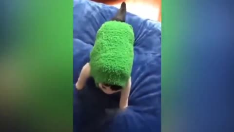 fUNNY VIDEOS