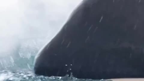 Orca Hunt: Seal vs. Sea's Top Predators 🐋❄️