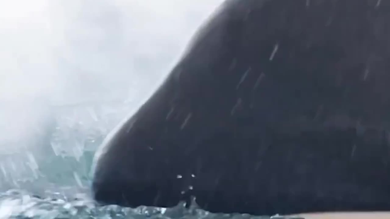 Orca Hunt: Seal vs. Sea's Top Predators 🐋❄️