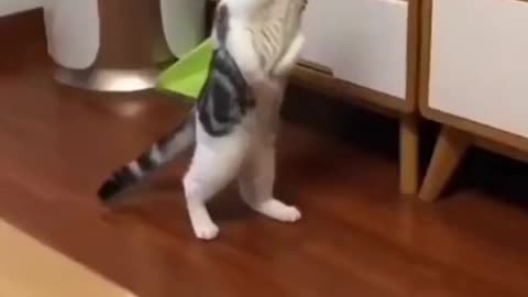 Funny animal moments make us feel better and smile | funny moments of animals - you love this.