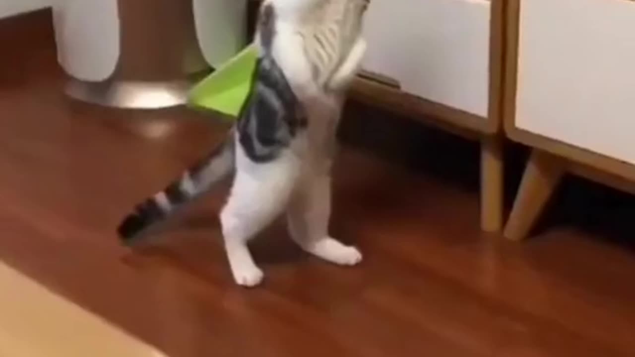 Funny animal moments make us feel better and smile | funny moments of animals - you love this.
