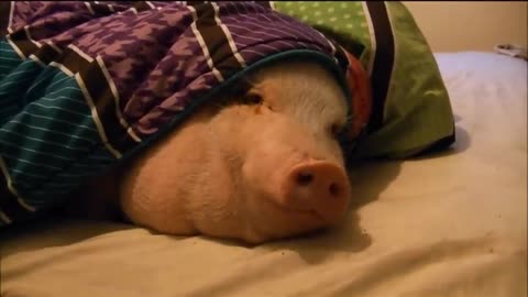Sleeping Pig Wakes Up for a Cookie