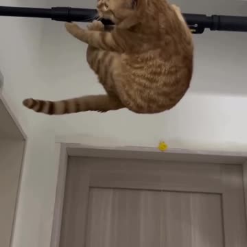Unbelievably Funny Cat