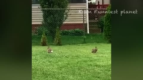 funny animals compilation #3