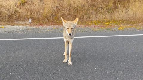 Coyote Hitchhiker