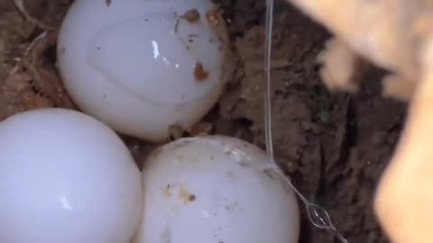 I didn’t find out until today that turtles lay eggs like this