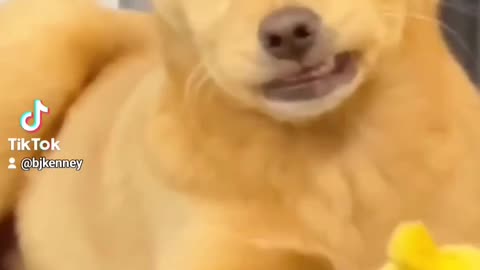 Awesome Funny Animals