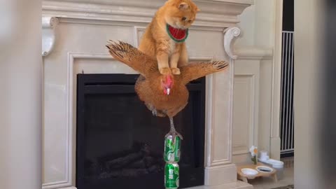 Unleashing Giggles: Hilarious Animal Antics That Will Make Your Day" very funny cattey 😜🤣