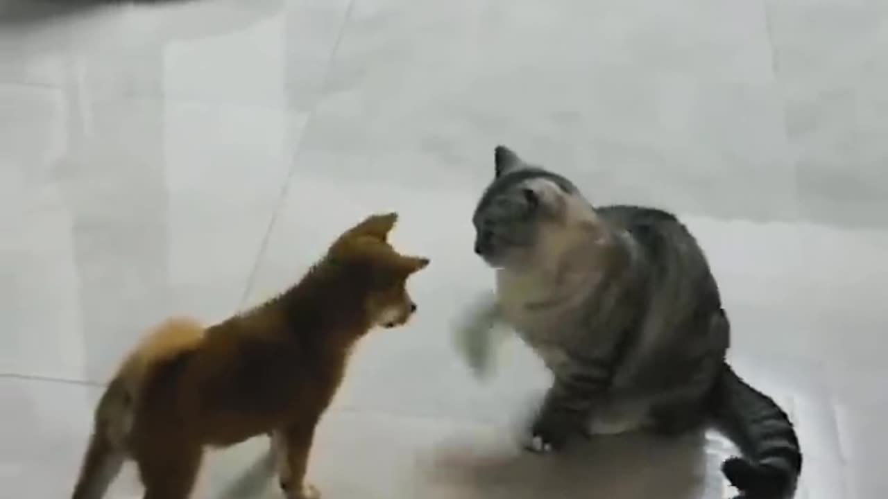 Funny Cat and dog Videos try not to laugh #funnyvideos #Shorts