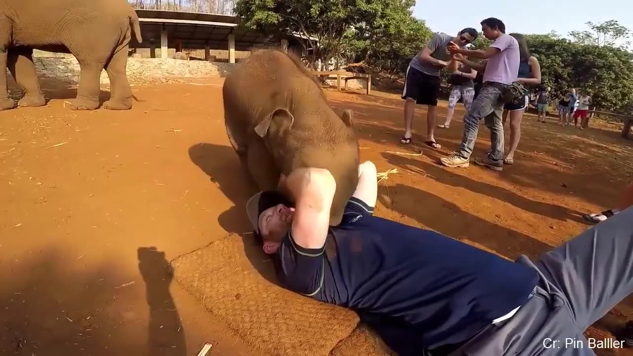 Funny Animals Chasing and Scaring People 2022