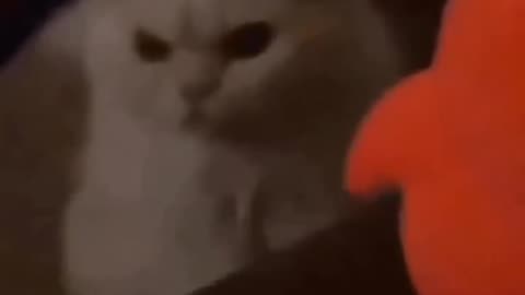 funny cat completion