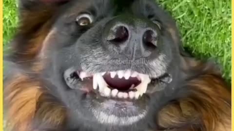 funny dog smiling
