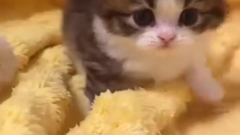 Funny kitten and cats