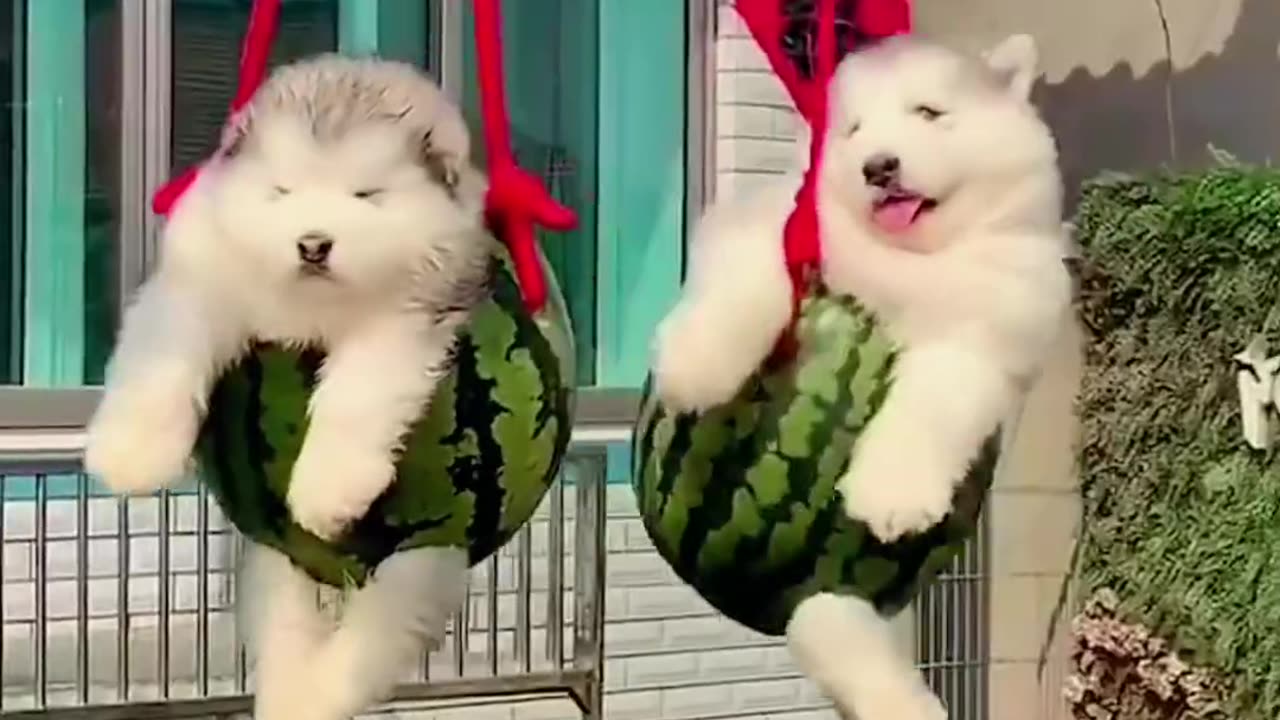 Cute puppy 🐕🐕🐕