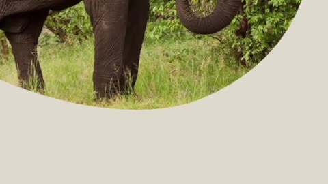 The Elephant Facts! King Of jungle! 🐘