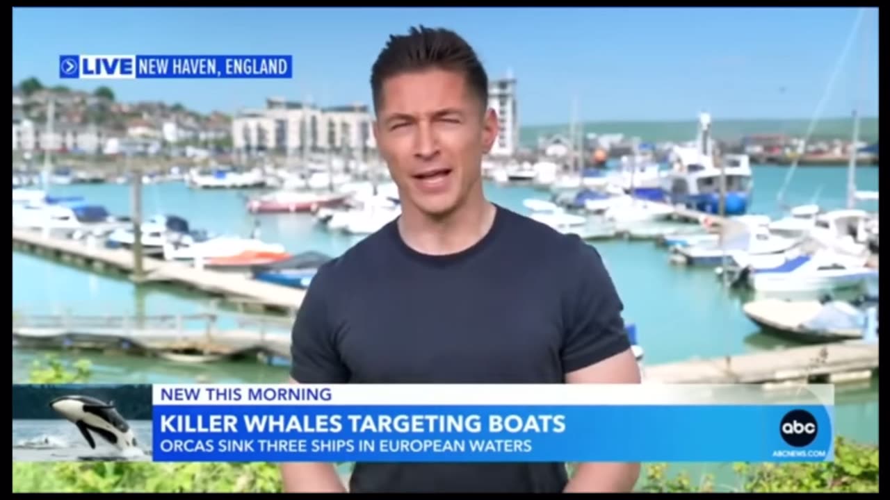 Killer Whales Attacking Esau Boats 🛥️🚤 in Europe