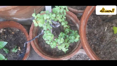 Vegetables seeds and seeds in pots Coriander in the