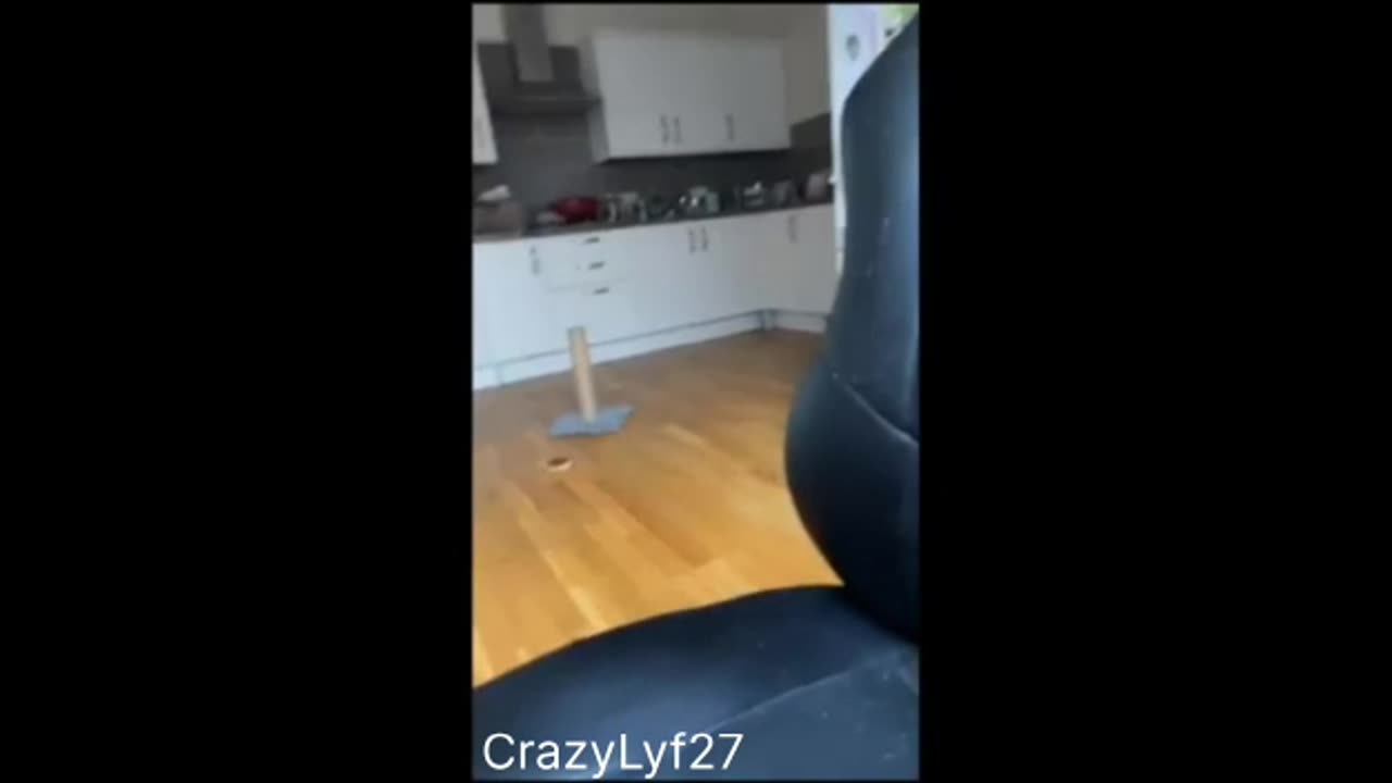 Funny Animals