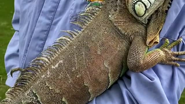 Green iguana