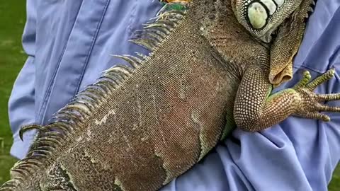 Green iguana