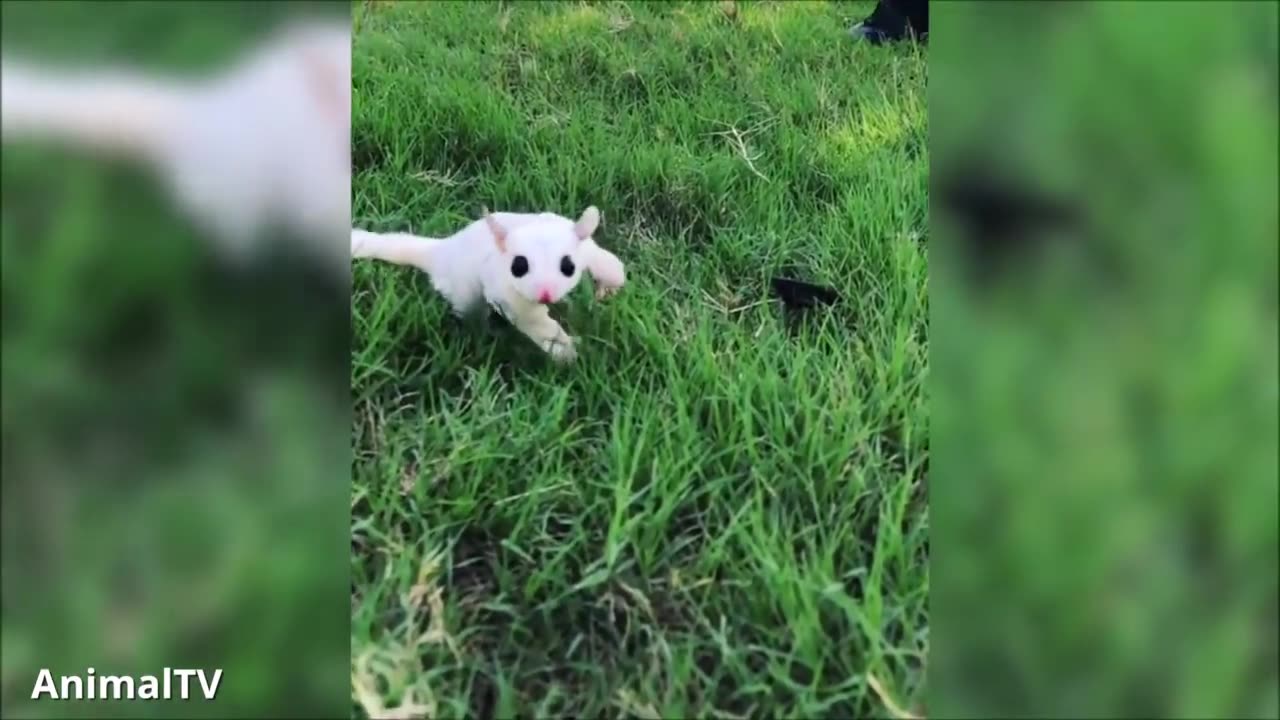 SUGAR GLIDERS Flying - Funny & Cute