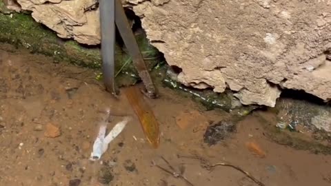 Catching eel 😂😹