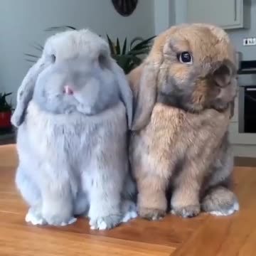 Sweet bunnies Cute animals