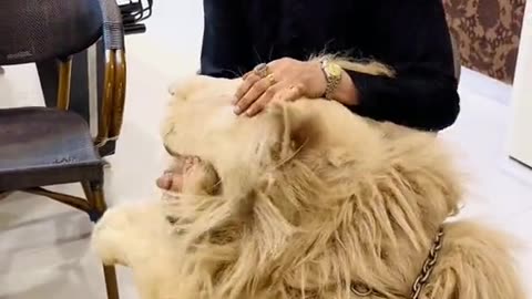Lion vs Man | Man vs Lion Shorts Video