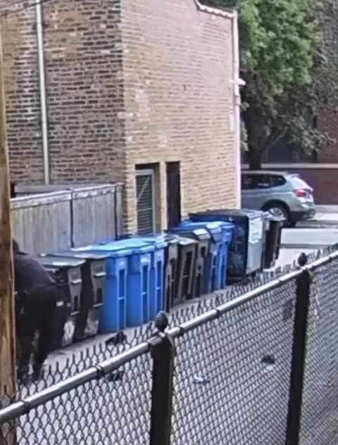 Video Unveils a Violent Robbery in Bucktown, Chicago