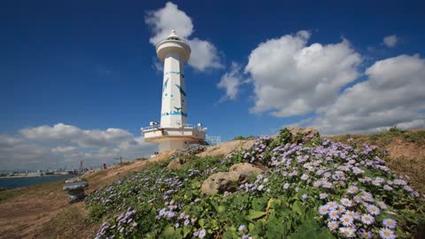 슬도등대 해국