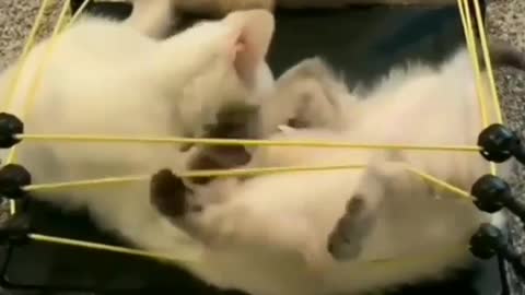 viral#catlover#funnycat#viral video #explore
