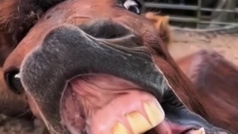 horse