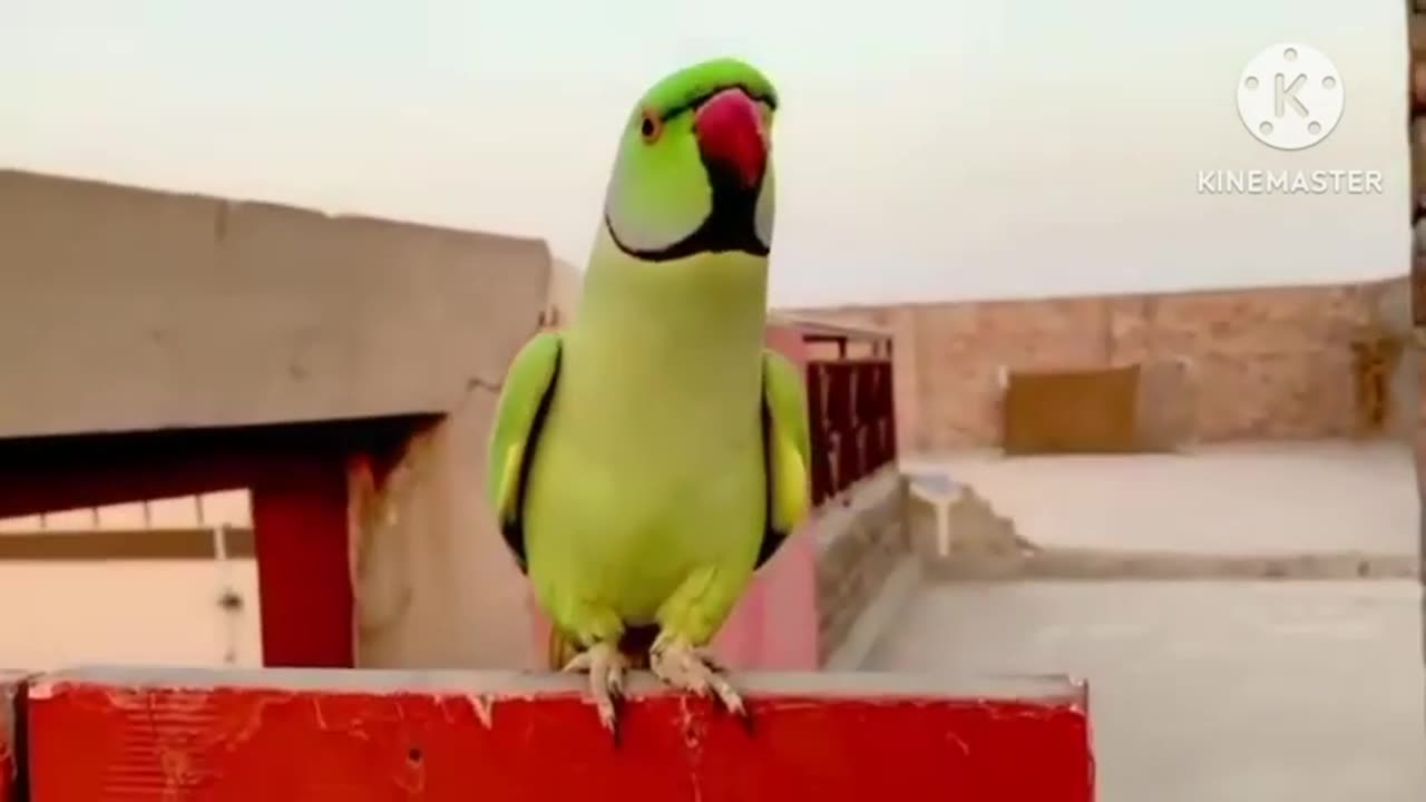 Parrot is taking