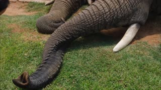 India zoo