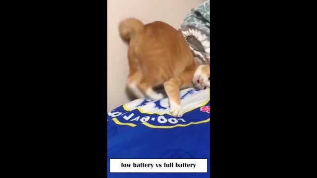 cat low battery vs cat full battery