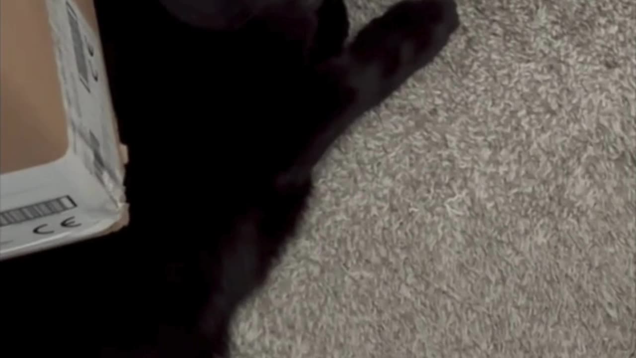 Adopting a Cat from a Shelter Vlog - Cute Precious Piper Takes Guarding Seriously #shorts