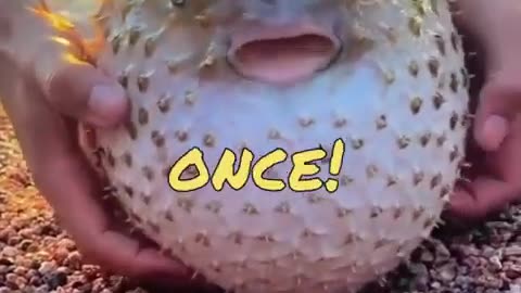 Funny Animal Videos 2023 - Comedy Voiceover! #12😹🐶🤣