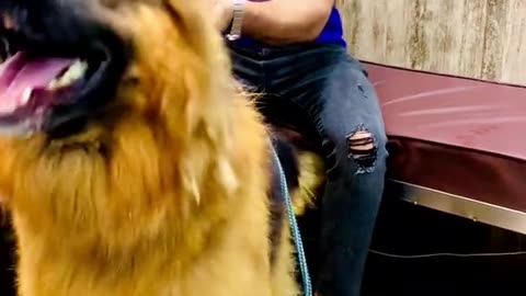 MY GErman shepherd Dog
