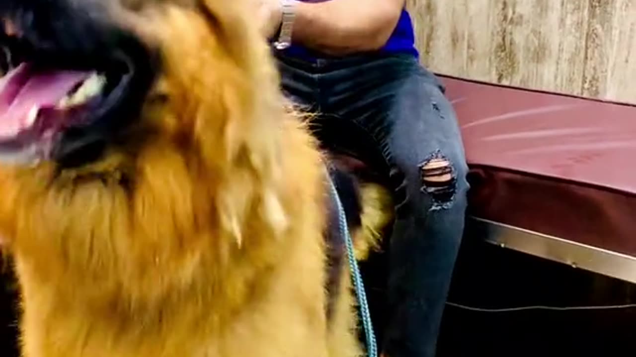 MY GErman shepherd Dog