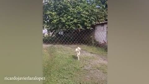 Funny Doggy Full masti mode ONN
