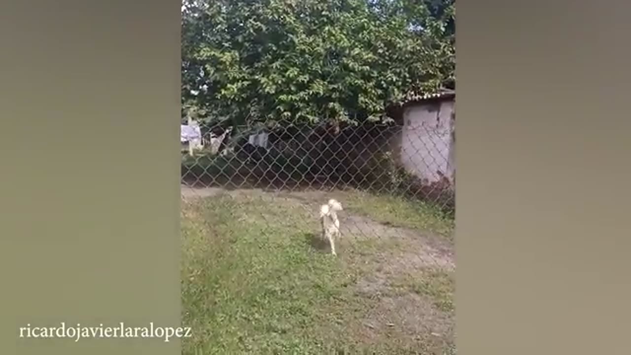 Funny Doggy Full masti mode ONN