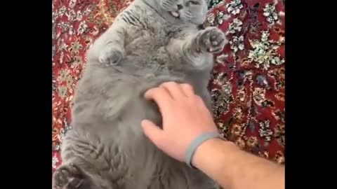 Funniest Animals 🐧 - Best Of The 2020 Funny Animal Videos 😁 - Cutest Animals Ever
